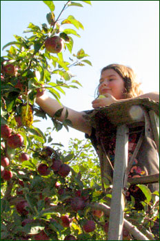 Autocueillette de pommes
