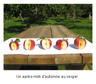 Pommes au Verger du Moulin